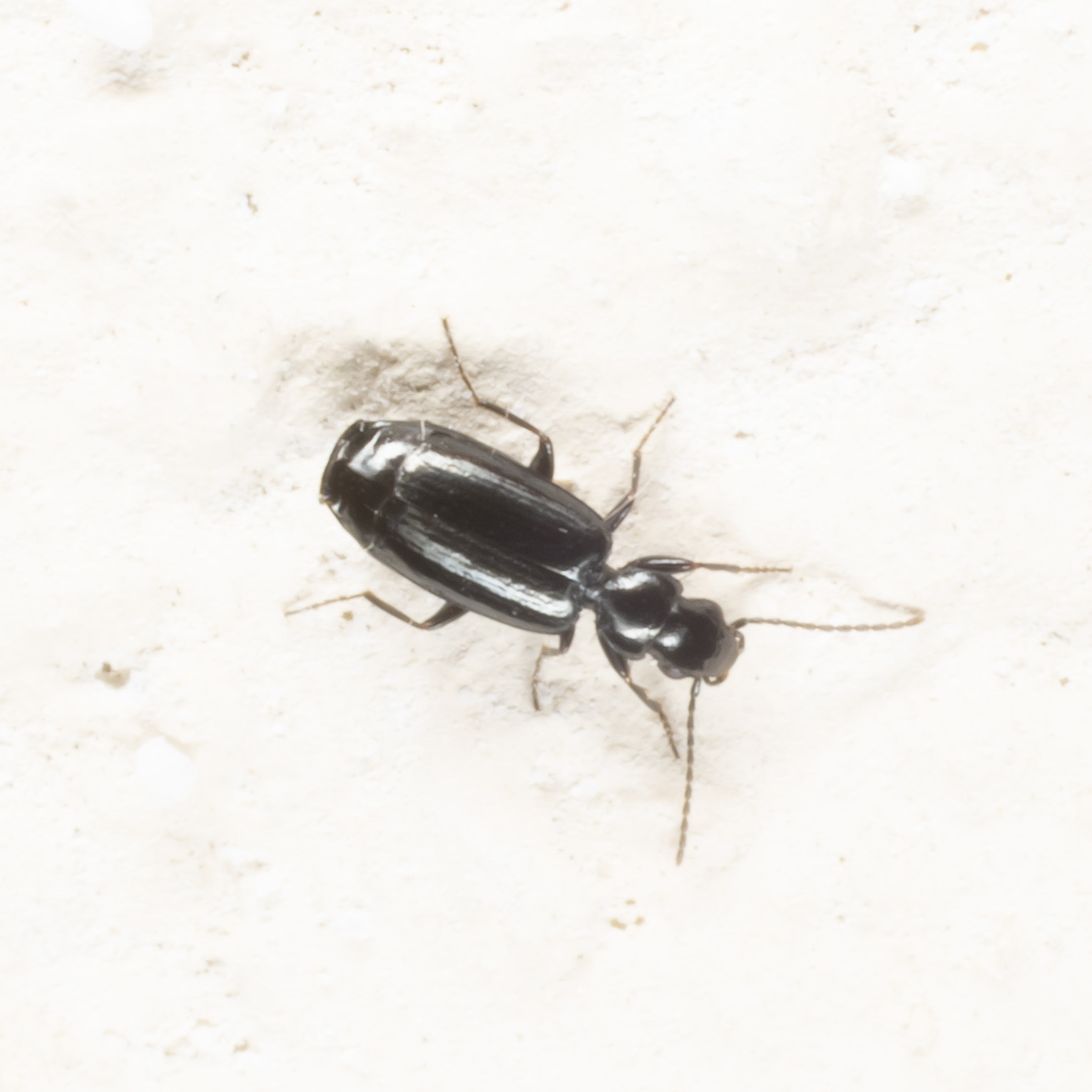 Carabidae da identificare
